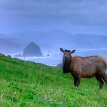 Ecola Creek Lodge