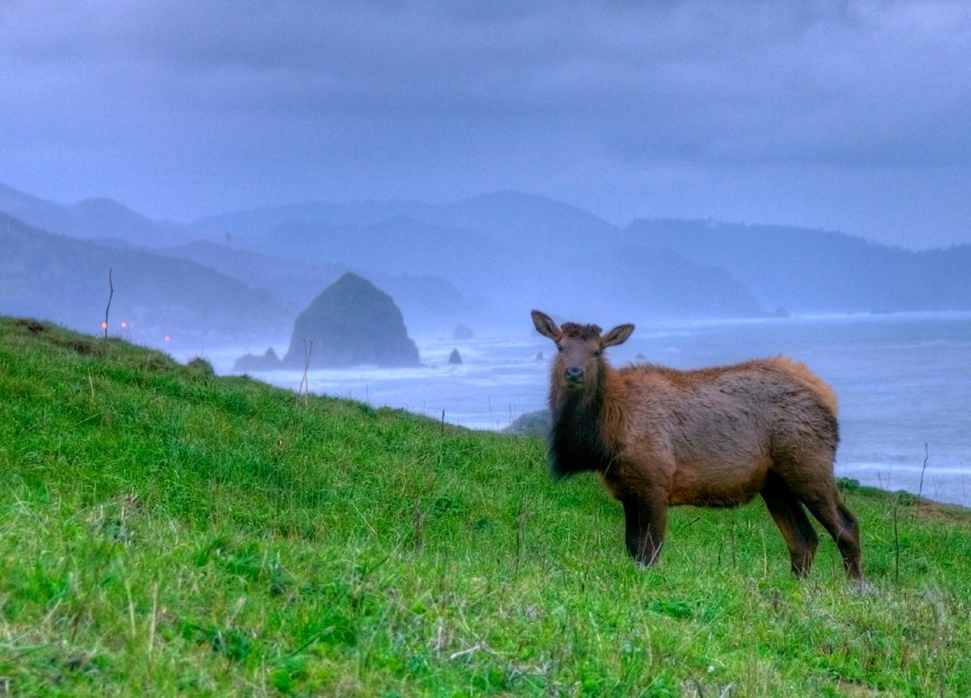 Ecola Creek Cannon Beach